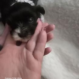Oreo - Black and white male Havanese puppy in Melba, Idaho from Lawson Havanese