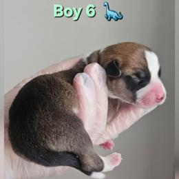 Boy 6 - White and red male Pembroke Welsh Corgi puppy in Tomball, Texas from Larsen Loved Corgis