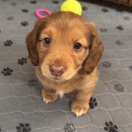 Dachshund Puppies from Sweet As Pie Doxies