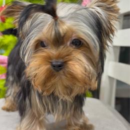 Boy number 2 - Black and tan male Yorkshire Terrier puppy in Statham, Georgia from The Yorkie Love Shack