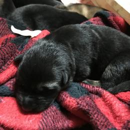 Girl 4 - German Shepherd puppy in Ostrander, Ohio from HVC Kennels-Home of Von Monray Elite German Shepherds