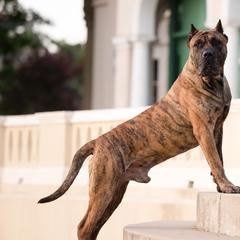 Perro de Presa Canarios from Terra Presa