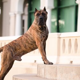 Perro de Presa Canarios from Terra Presa