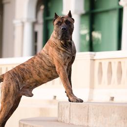 Perro de Presa Canarios from Terra Presa