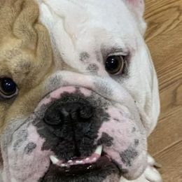 Bulldogs from AKC Bulldogs in MS