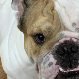 Bulldogs from AKC Bulldogs in MS