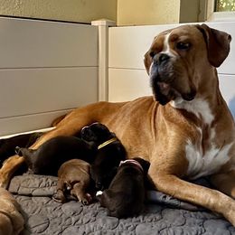 Boxer puppies from Vincent's Pride Boxers