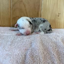 Girl 1 - female Border Collie puppy in Owenton, Kentucky from Three16 Ranch
