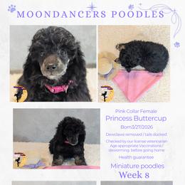 Pink Collar Female Princess Buttercup - Black female Poodle puppy in Lillian, Alabama from Moondancers Poodles