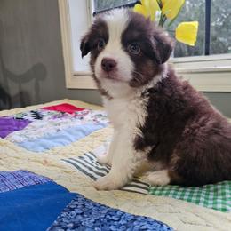 Boone - Red tri male Miniature Australian Shepherd puppy in Dunnellon, Florida from Ever After Mini Aussies
