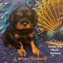 Cavalier King Charles Spaniel Puppies from Cavalier King Charles Heartland