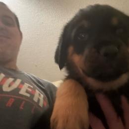 Blue boy - Black and mahogany male Rottweiler puppy in Colorado Springs, Colorado from Von Locher Rotties