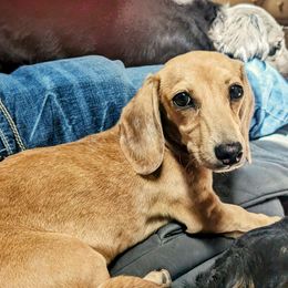 Chilly - Cream Dachshund puppy in Ontario, Oregon from HayDay Dachshunds