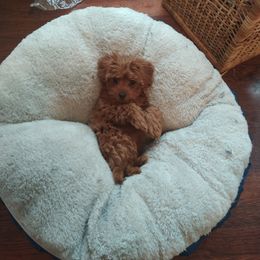 Cavapoo Puppies from GeorgiaCavapoos