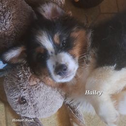 HAILEY - Black tri-color female Australian Shepherd puppy in Elk Creek, Missouri from Hearts on Fire Australian Shepherds
