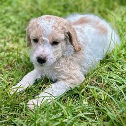 Poodle Puppies from Alysia Saleice Estes