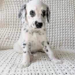 Roxy - LUA long coat DEAF - White and black male Dalmatian puppy in Jefferson, Georgia from Spotted Jewels Dalmatians