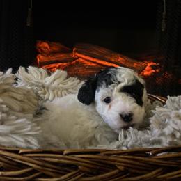 Akc Mr Dior - toy poodle small - Parti male Poodle puppy in Fort Worth, Texas from Ashley Ross Toy Poodles (AKC)