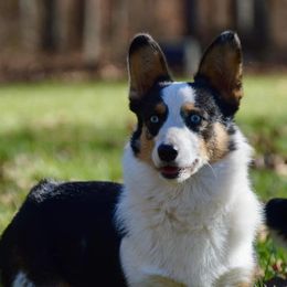 King Rollo - American Corgi