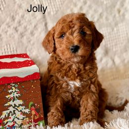 Jolly - Red  male Goldendoodle puppy in Oxford, Pennsylvania from FriendlyPals