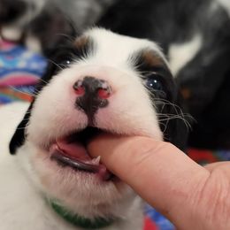 Hav - Blue belton and tan (tri-color) male English Setter puppy in Tiskilwa, Illinois from First Harmony Farms