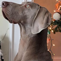 Jelly - Weimaraner