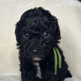 Avacado - Black male Goldendoodle puppy in Cleveland, Georgia from The O.G. Doodles
