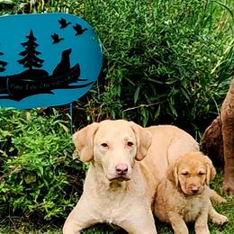 Chesapeake Bay Retrievers from Pine Isle Chesapeakes