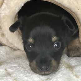 Prague Ratter Puppies from North Star Gem’s Prague Ratters