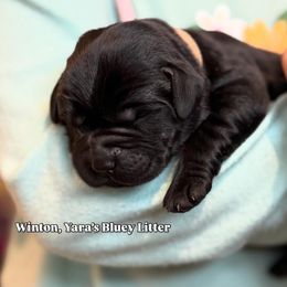 Winton - Black male Labrador Retriever puppy in Owosso, Michigan from Bennington Retrievers