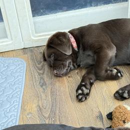 Labrador Retriever Puppies from Kelly Haven Labs