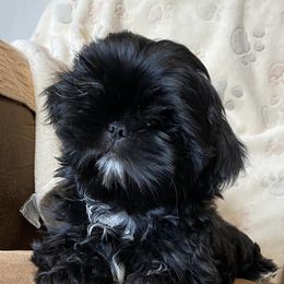 Shih Tzu Puppies from Prestige Shih Tzu Family