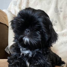 Shih Tzu Puppies from Prestige Shih Tzu Family
