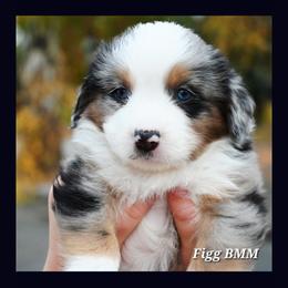 Labrador Retriever and Miniature American Shepherd Puppies from ROCK CREEK LABRADORS Pasco, WA