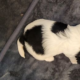 Biewer Terrier Puppies from Dignity Farms