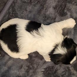 Biewer Terrier Puppies from Dignity Farms