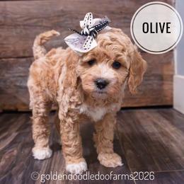 Olive - Caramel ice female Golden Aussiedoodle puppy in Hyrum, Utah from Goldendoodledoo Farms