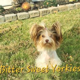 pumbaa - Yorkshire Terrier