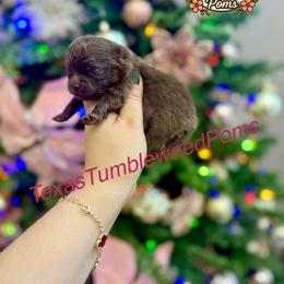Ashley - Chocolate male Pomeranian puppy in Eagle Pass, Texas from Texas Tumbleweed Poms