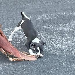 Italian Greyhound Puppies from Fisher Link