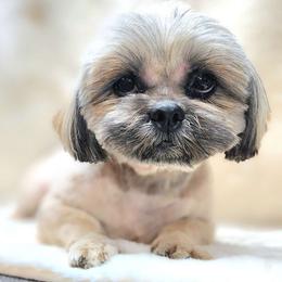 Chrissy - Shih Tzu