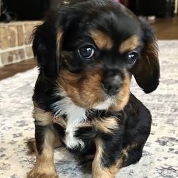 Jack - Black and tan male Cavalier King Charles Spaniel puppy in Ormond Beach, Florida from Parkside Cavaliers