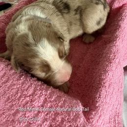 Ms.Gray Collar - Red merle female Australian Shepherd puppy in Selma, North Carolina from Eon's Aussies