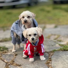 Poodles and Yorkipoos from Simone Perkins's Poodles and Yorkipoos