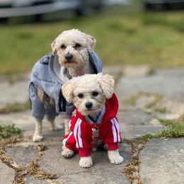 Poodles and Yorkipoos from Simone Perkins's Poodles and Yorkipoos