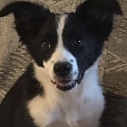 Border Collies from Camp Run A Muck