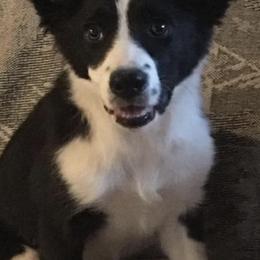 Border Collies from Camp Run A Muck