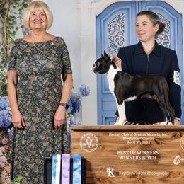 Boston Terriers and Boxers from Quinney’s Boxers and Boston Terriers