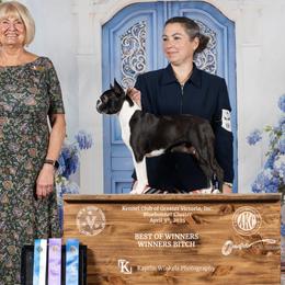 Boston Terriers and Boxers from Quinney’s Boxers and Boston Terriers