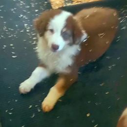 Boy 1 - Red Australian Shepherd puppy in Belleville, West Virginia from Chasitys Australian Shepherds